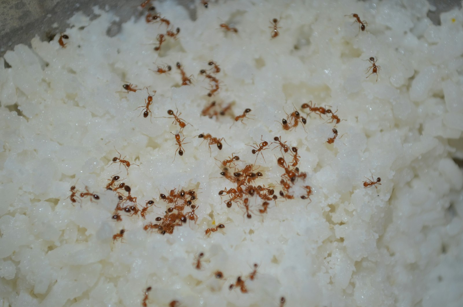 Hormigas diminutas sobre restos de comida en una cocina, el tipo de alimento que atrae a la hormiga fantasma