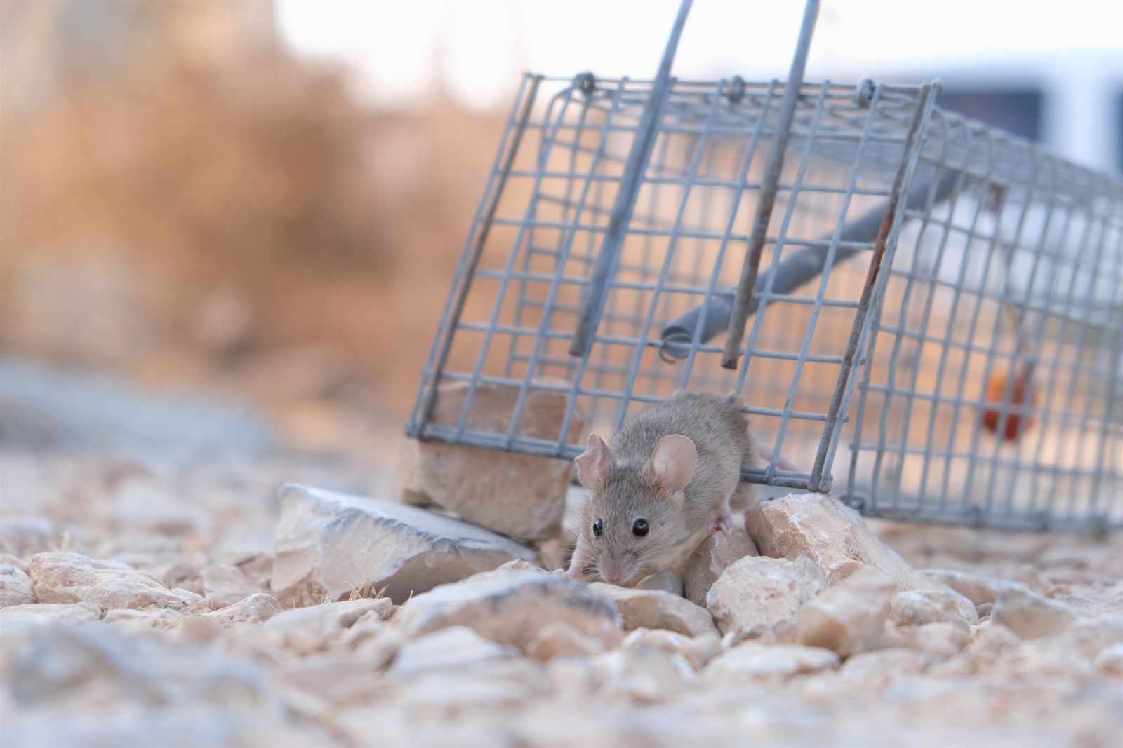 Ratón escapando de una trampa metálica mal cebada