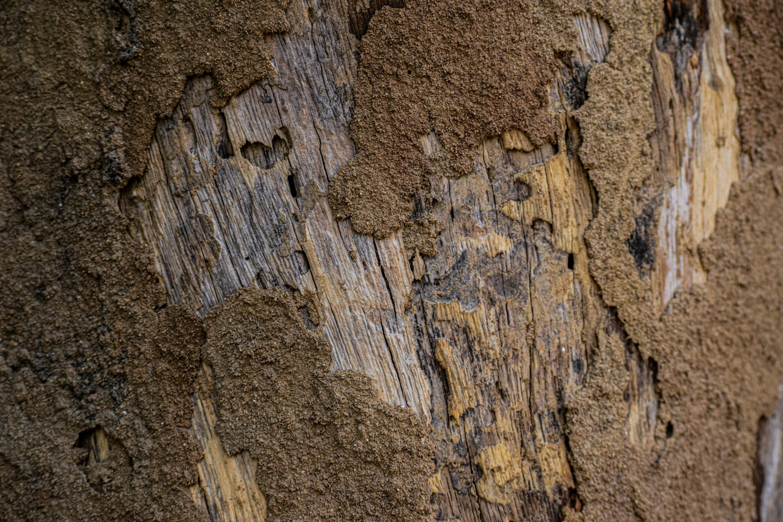 Madera de una pared cubierta por el barro que las termitas subterráneas usan para desplazarse a cubierto