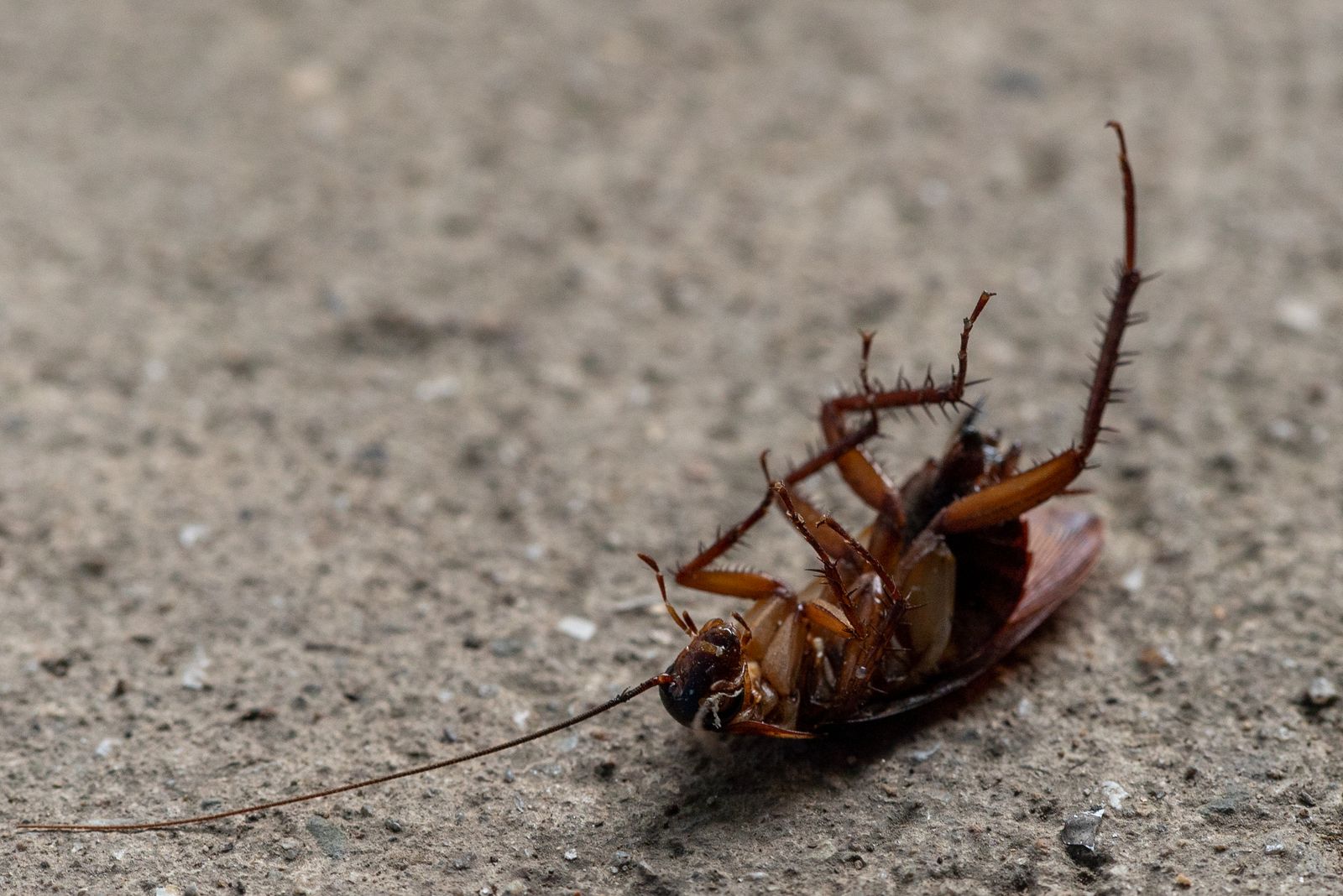 Cucaracha boca arriba sobre el suelo, la postura en la que quedan tras recibir insecticida