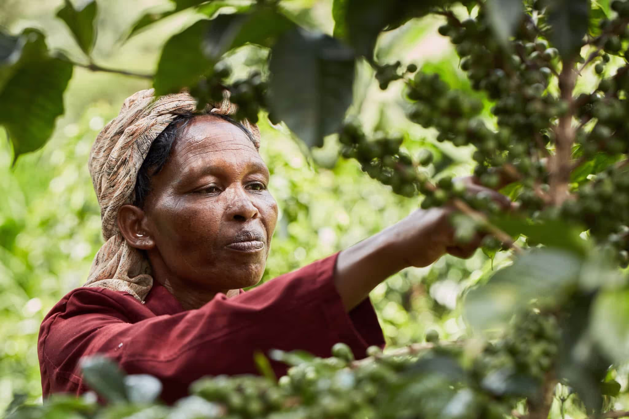 a woman picking leaves from a tree