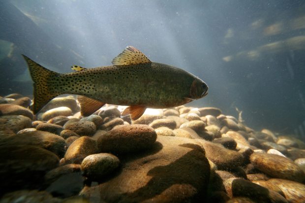 Trout at the Shepherd of the Hills Fish Hatchery