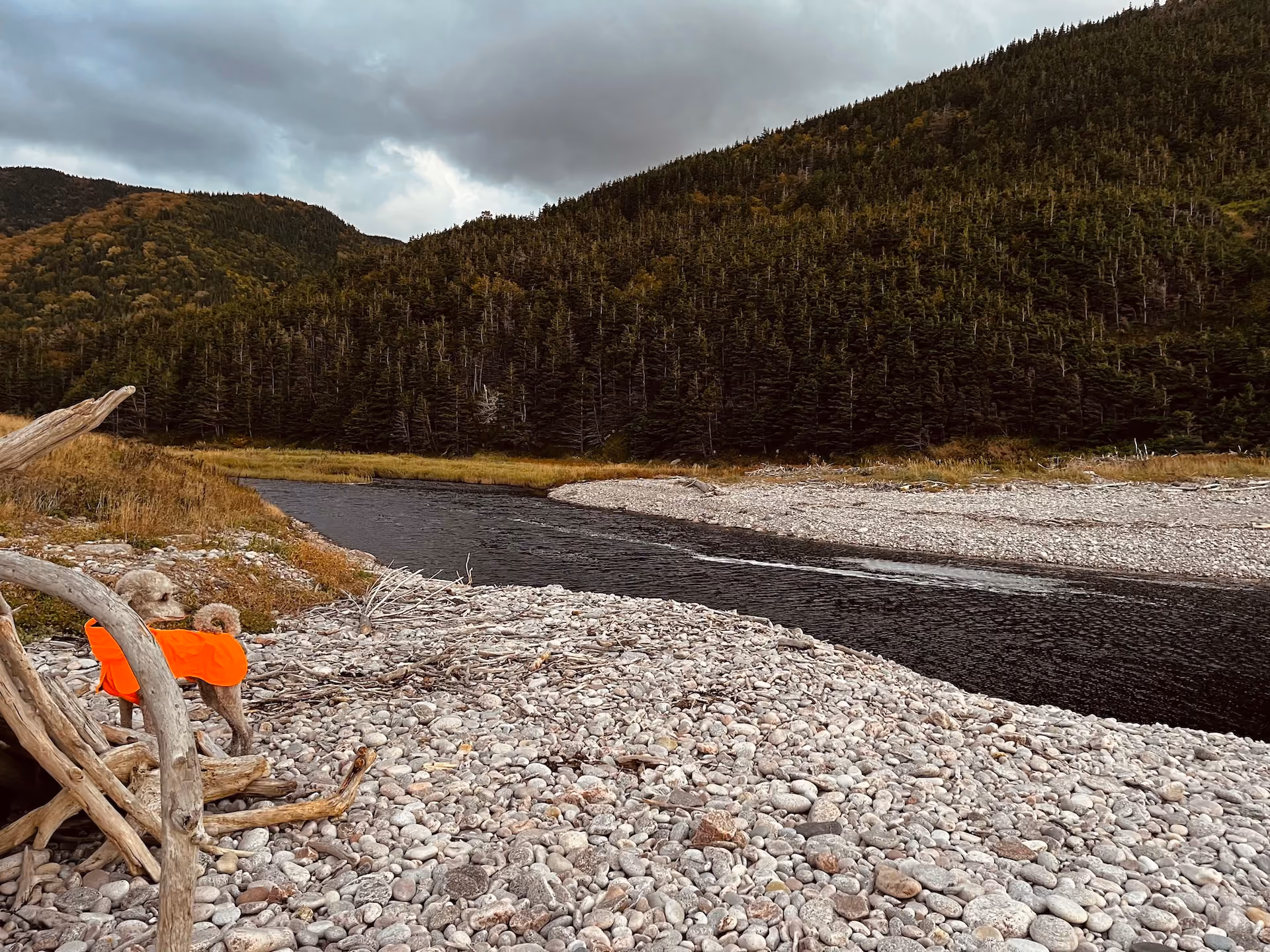 A poodle in an orange coat stands on a rocky riverbank beside a dark river winding through forested hills under a cloudy sky.