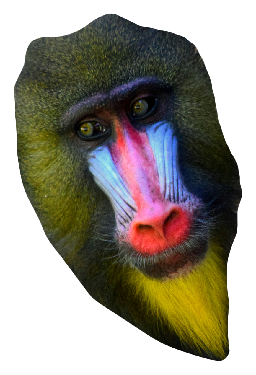 Mandrill