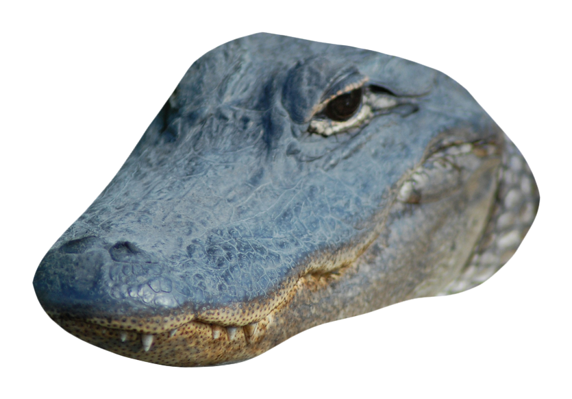 Alligator