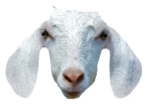 Goat