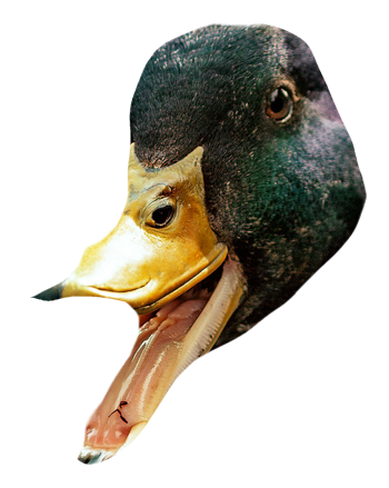 Duck