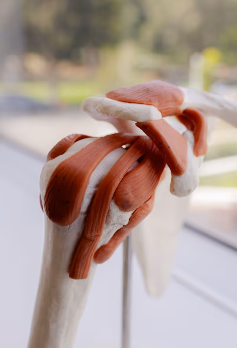 Shoulder bone model