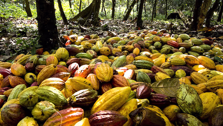 di_food | CHARLA + DEGUSTACION Chuao, pueblo mítico del cacao. Conversaciones con Fernando Carrizales