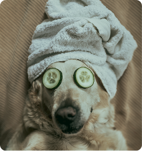 Chien couché avec une serviette blanche enroulée autour de la tête et des tranches de concombre sur les yeux, simulant un soin spa.