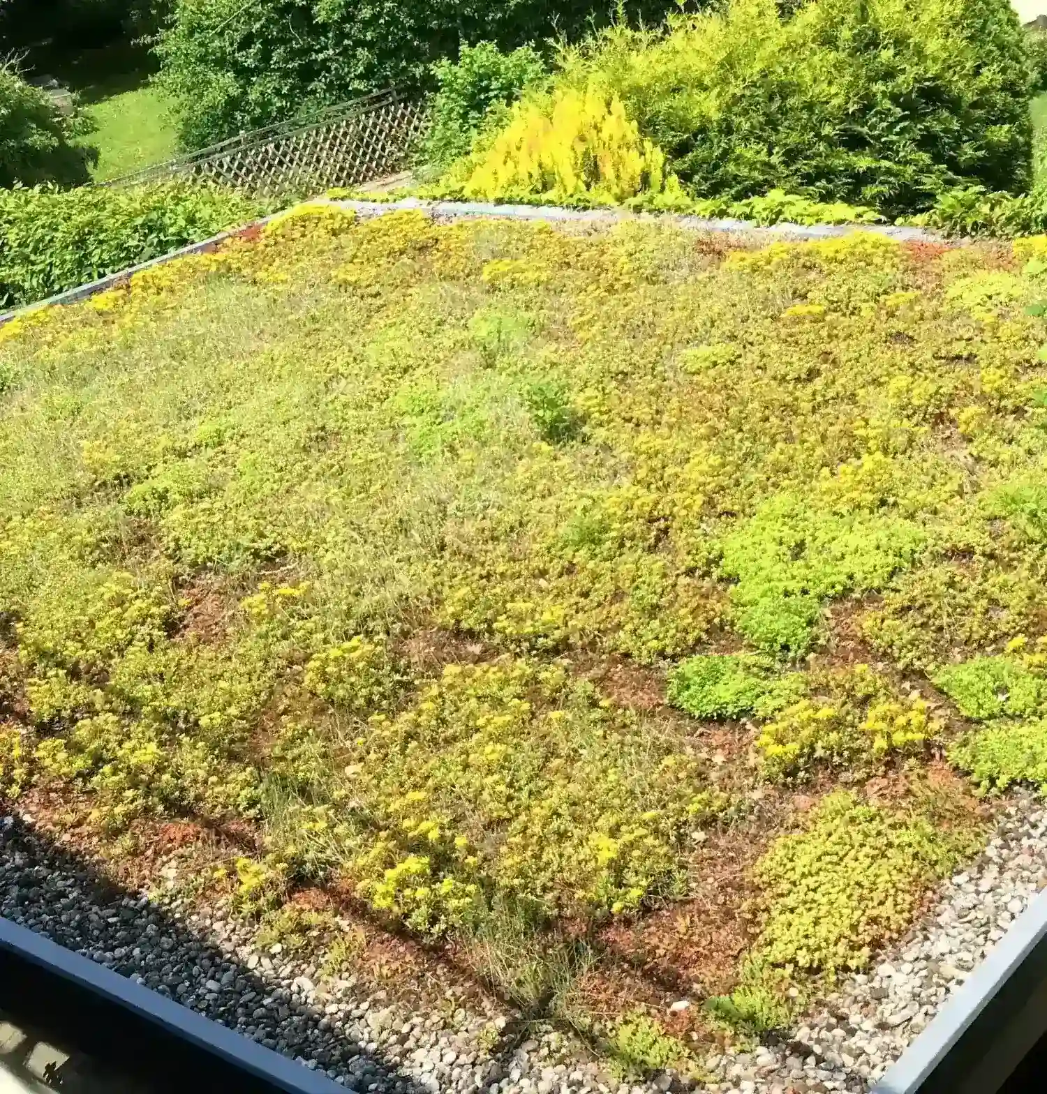 Blick auf das extensiv begrünte Dach eines Gartenkubus-Gartenhauses mit Sedumsprossenbewuchs