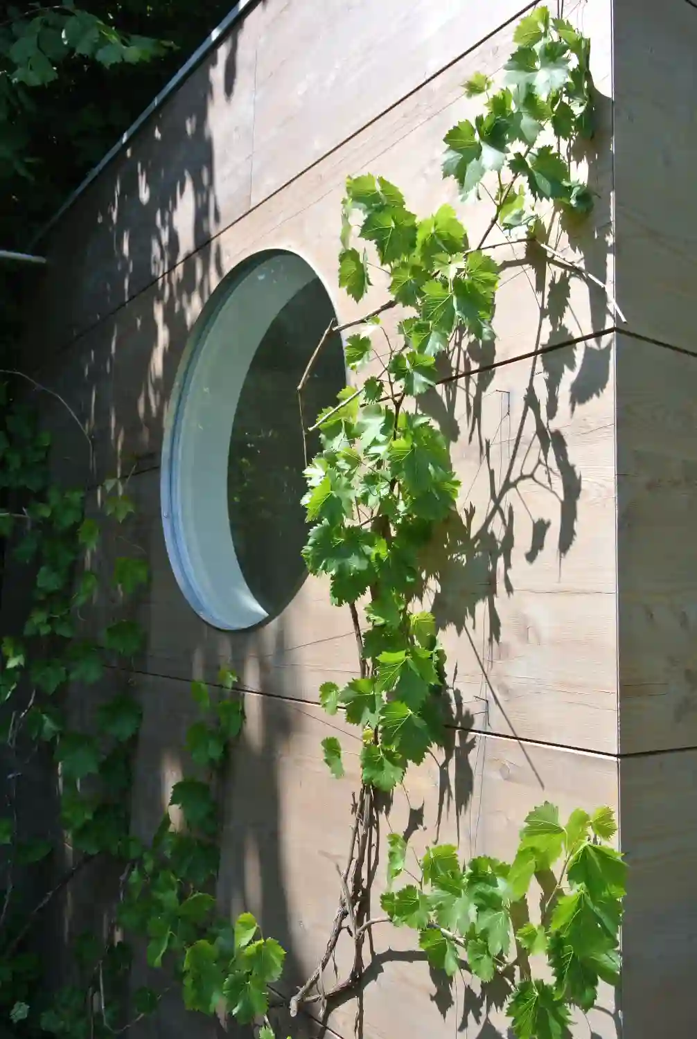Lärche-Fassade eines Garten Kubus Gartenbüros, naturbelassen, zum Schutz lasiert, Rundfenster, Pflanze rankt an Fassade hoch
