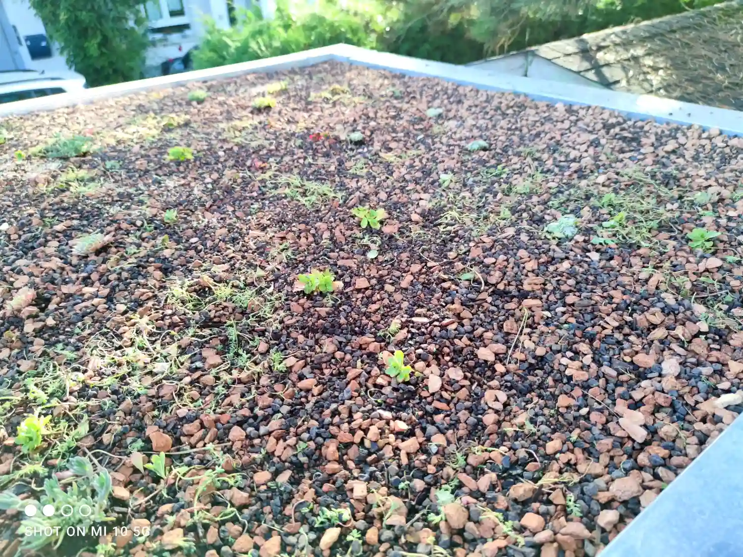 Nahaufnahme eines extensiv begruenten Flachdachs eines Gartenhauses, Samen ausgesät, kleine Sedum Pflanzen wachsen