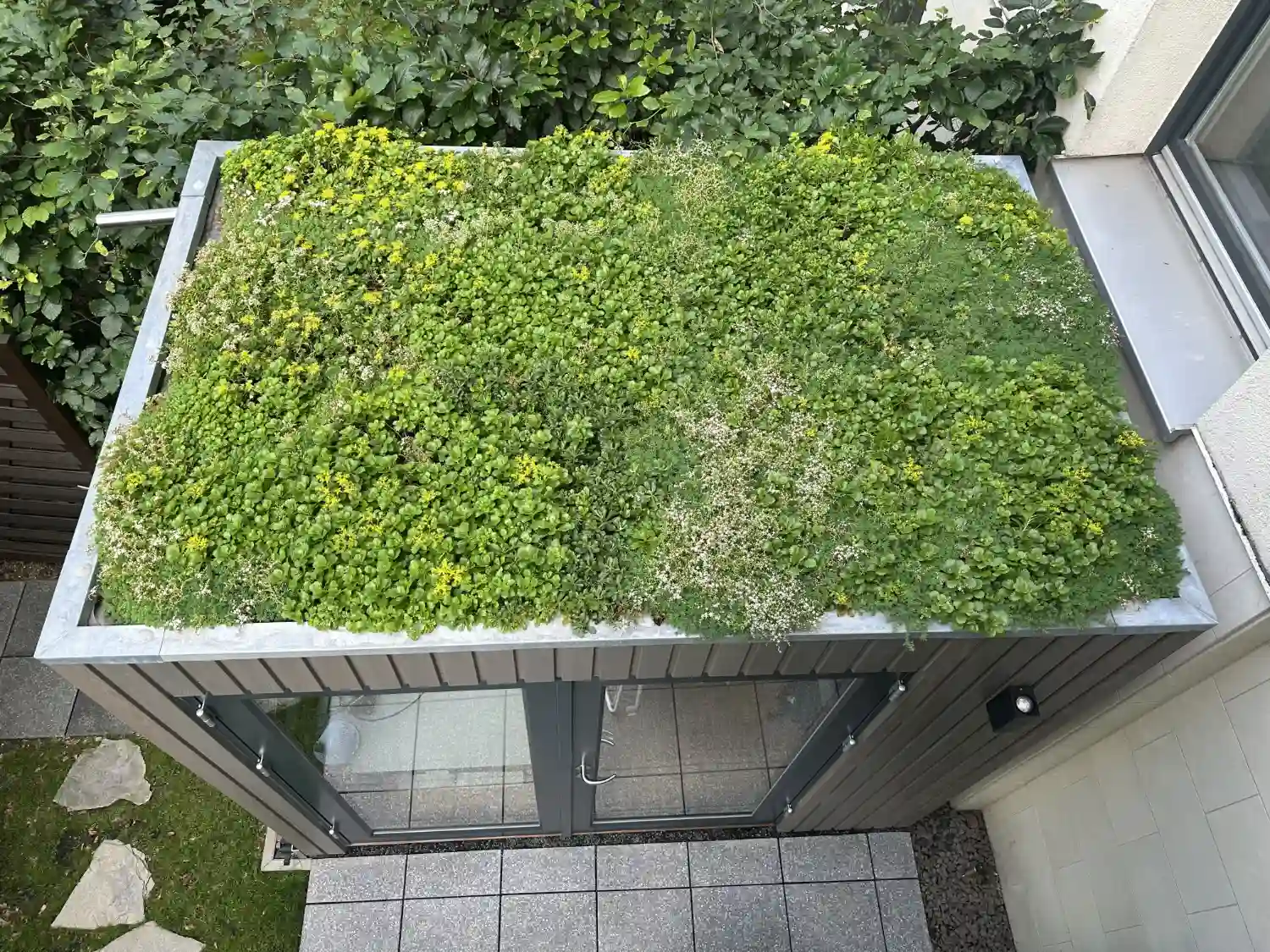 Blick auf Flachdach von Garten Kubus Gartenbüros mit Sedum Begruenungsmatten, Pflanzen angewachsen, gruen und stark