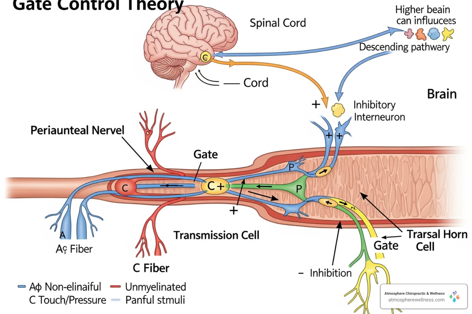 Diagram illustrating the Gate Control Theory of pain - tens therapy pain relief