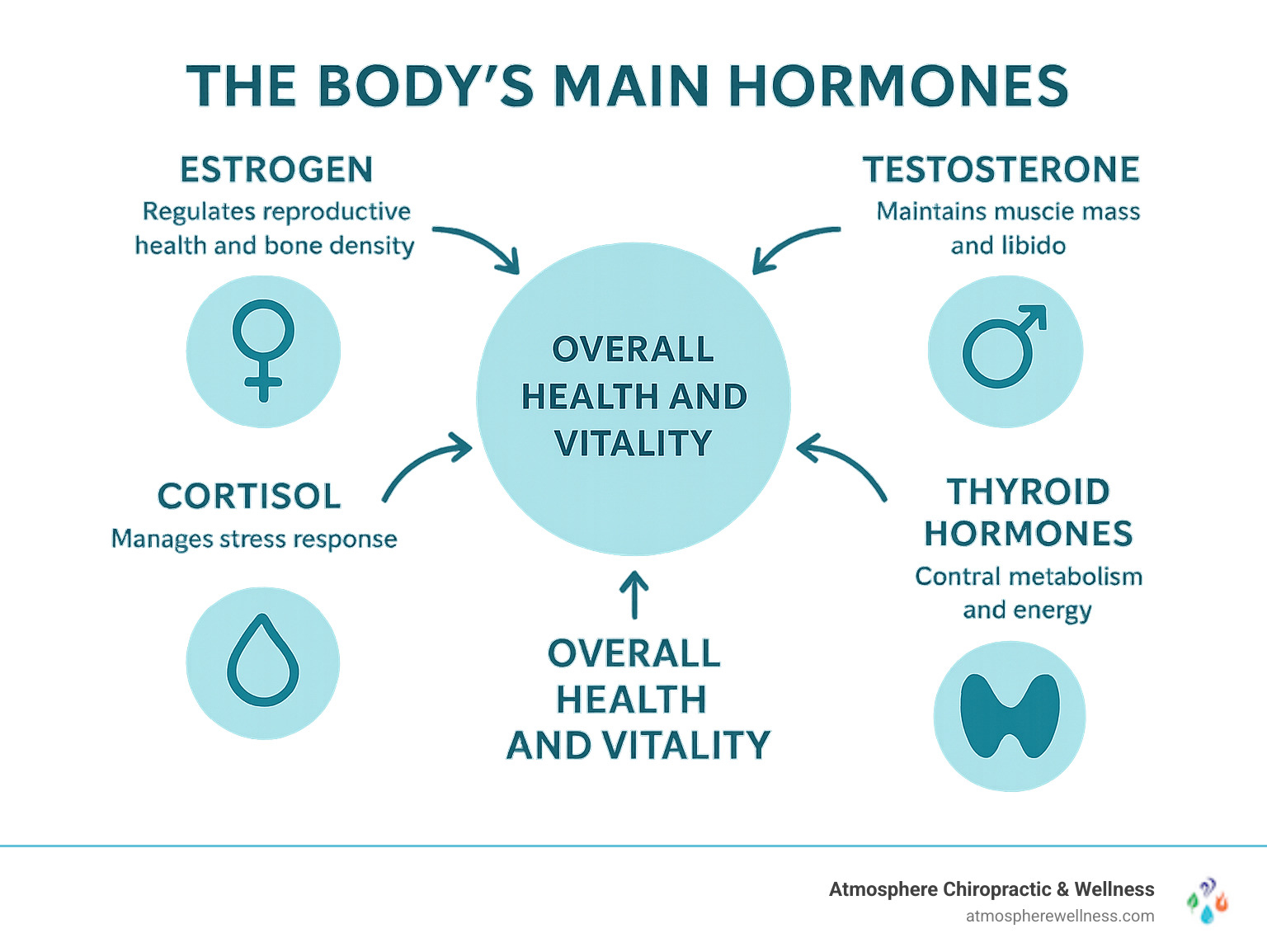 Infographic showing the body's main hormones including Estrogen (regulates reproductive health and bone density), Progesterone (supports sleep and reduces anxiety), Testosterone (maintains muscle mass and libido), Thyroid hormones (control metabolism and energy), and Cortisol (manages stress response), with arrows indicating how these hormones work together to maintain overall health and vitality - hormone replacement therapy near me infographic 