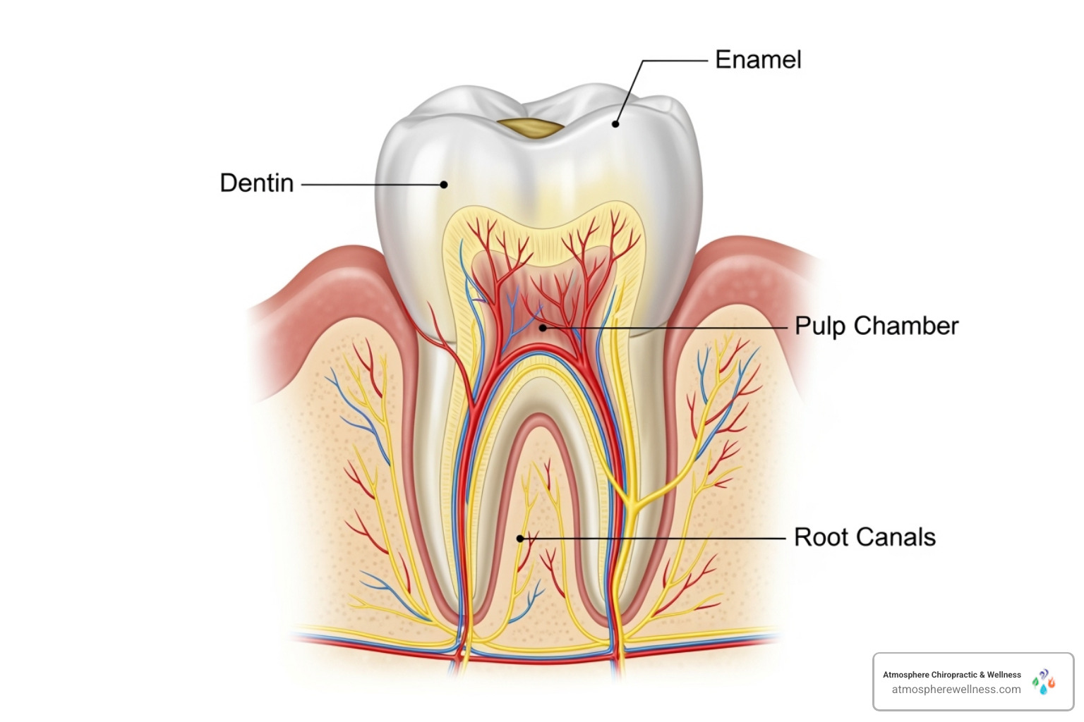 cross-section of a tooth showing the pulp and root canals - how long is recovery after root canal treatment cross-section of a tooth showing the pulp and root canals - how long is recovery after root canal treatment