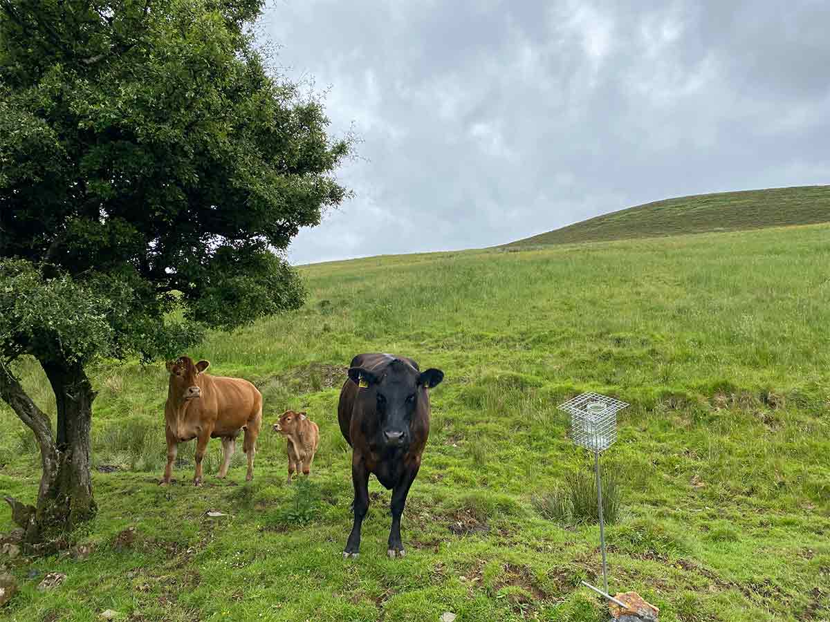 Black, brown cow and calf standing on grassy hill under cloudy sky near a tree and metal device.