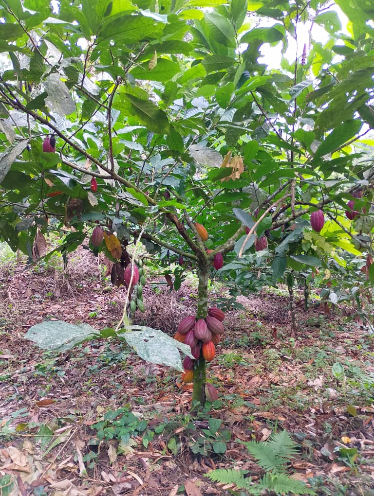 Transformation locale de Cacao en chocolat