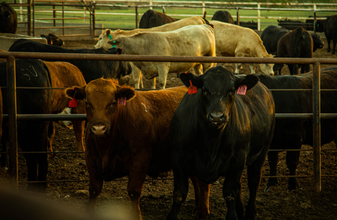 Two steers looking at the camera.