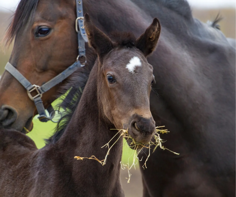 A stud farm in Suffolk