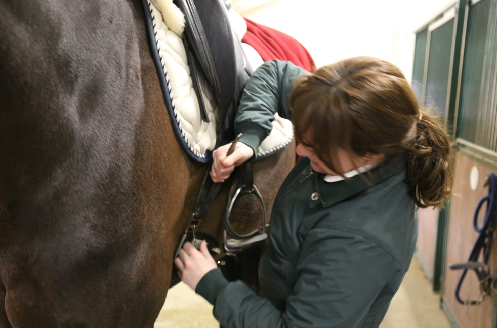 Freelance groom doing up girth on a horse