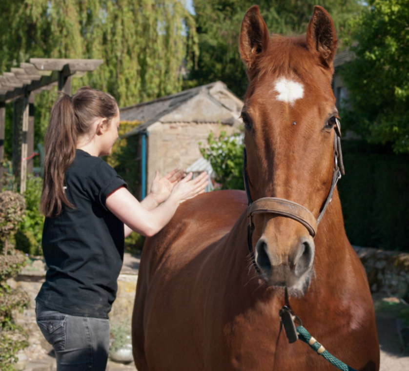 Equine Physio