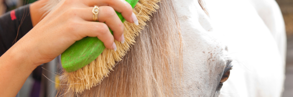 Setting Up as an Equine Freelancer on TallyHO Temps