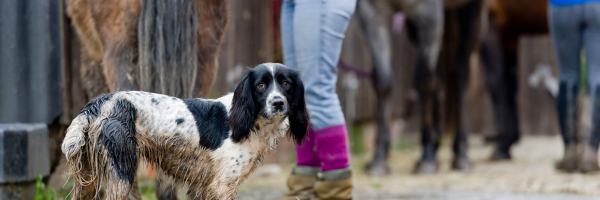 Why So Many Yards Struggle to Find Good Equine Freelancers