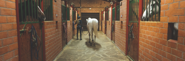 How to Get Equine Freelance Work in London (and Attract High-End Clients)