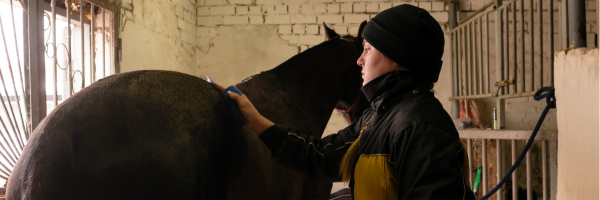 Why Are Equine Freelancers Still Being Underpaid? 