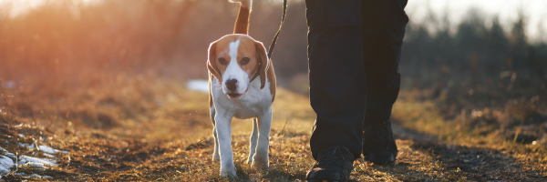 New Dog Walking Law in England and Wales: What Freelancers Who Care for Hounds Must Know