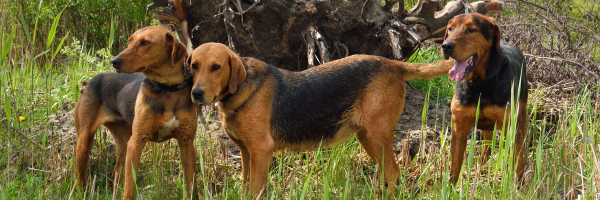 Why Looking After Country Hounds Is Different