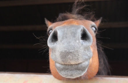 Just One Horse but Need Help? Is It Worth Asking a Freelancer?