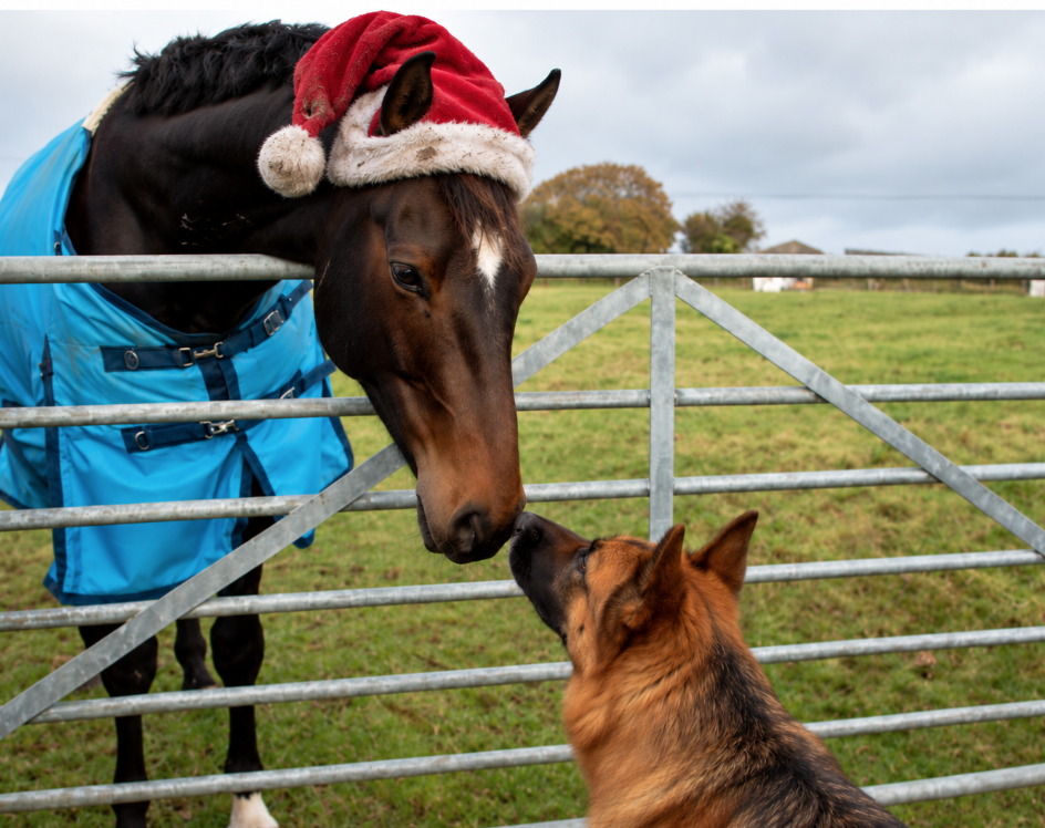 Christmas Is Coming: Horse and Hound Freelancers, Now Is the Time to Plan Your Holiday Bookings