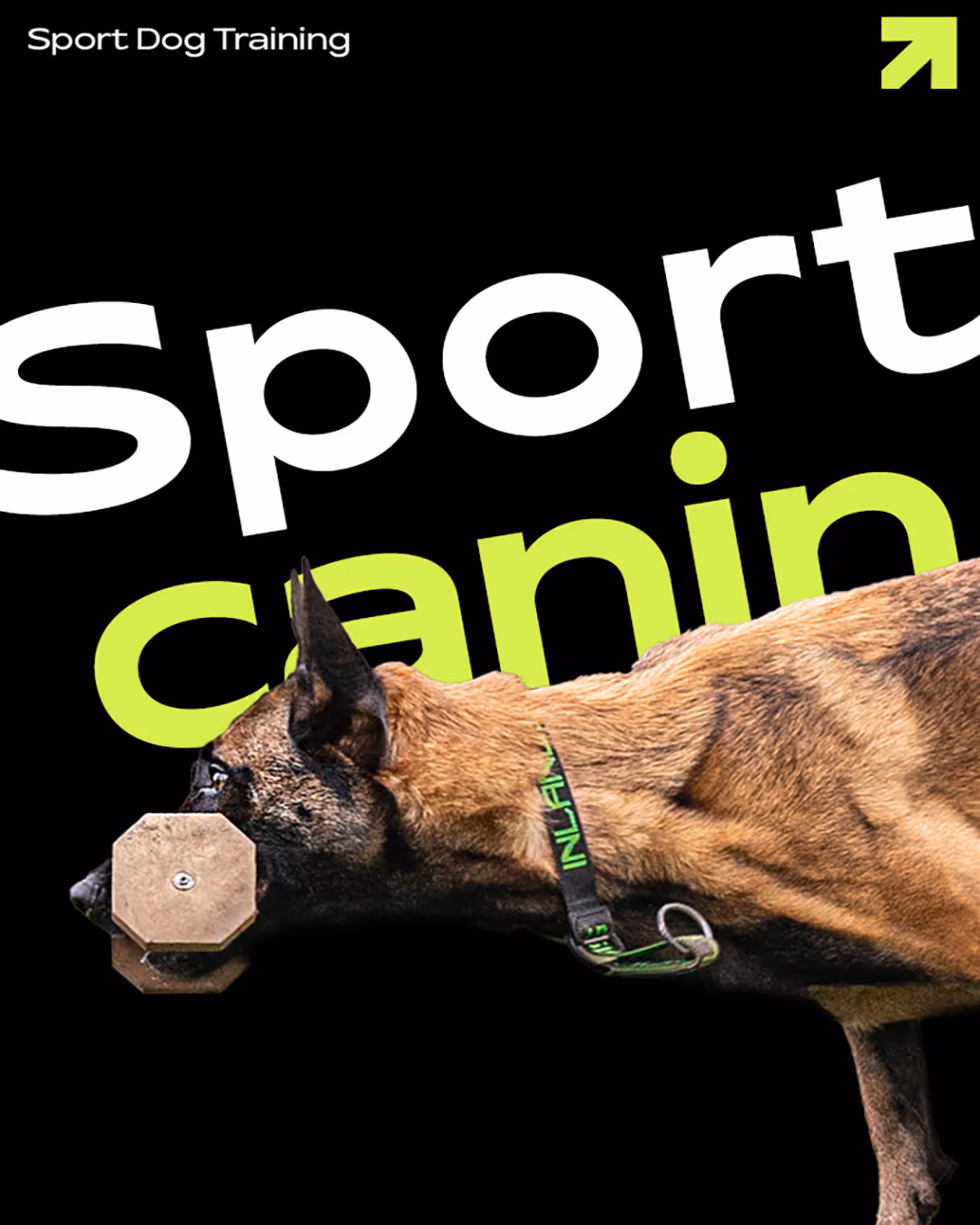 Affiche pour identité et création de logo d'un club canin spécialisé en sport canin