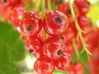 YourRoots Map_First Name Meaning_Famous People_Berry (botany)