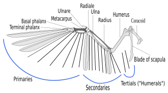YourRoots Map_First Name Meaning_Famous People_Bird wing