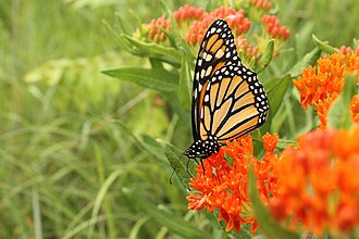 YourRoots Map_First Name Meaning_Famous People_Butterfly gardening