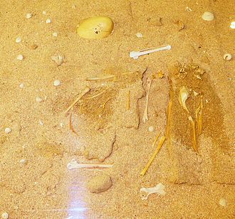 YourRoots Map_First Name Meaning_Famous People_Dune shearwater