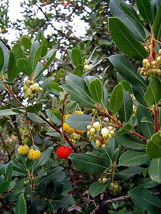 YourRoots Map_First Name Meaning_Famous People_Flora of Italy