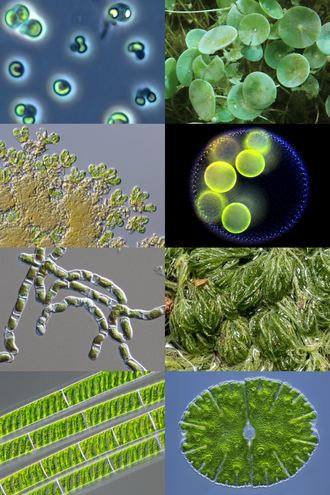 YourRoots Map_First Name Meaning_Famous People_Green algae