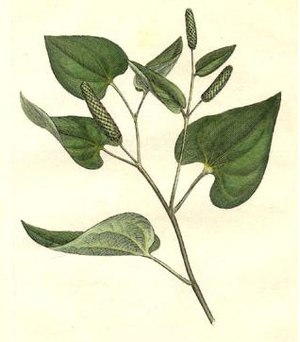 YourRoots Map_Surname_Famous People_Sichuan pepper