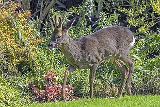 YourRoots Map_First Name Meaning_Famous People_Roe deer
