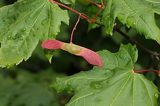 YourRoots Map_First Name Meaning_Famous People_Samara (fruit)