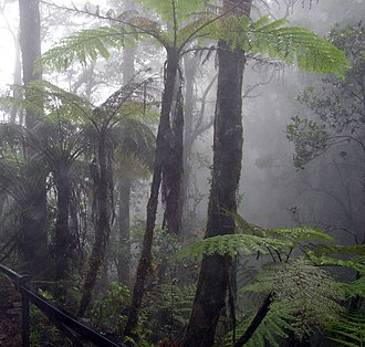 YourRoots Map_Surname_Famous People_Cloud forest