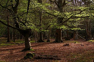 YourRoots Map_Surname_Famous People_New Forest
