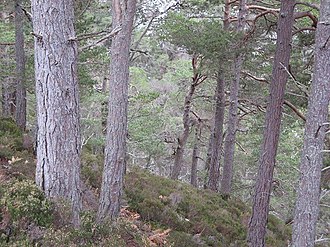 YourRoots Map_Surname_Famous People_Caledonian Forest