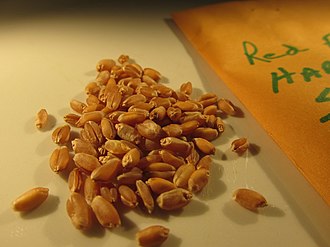 YourRoots Map_Surname_Famous People_Red Fife wheat