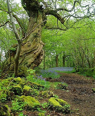 YourRoots Map_Surname_Famous People_Ancient woodland